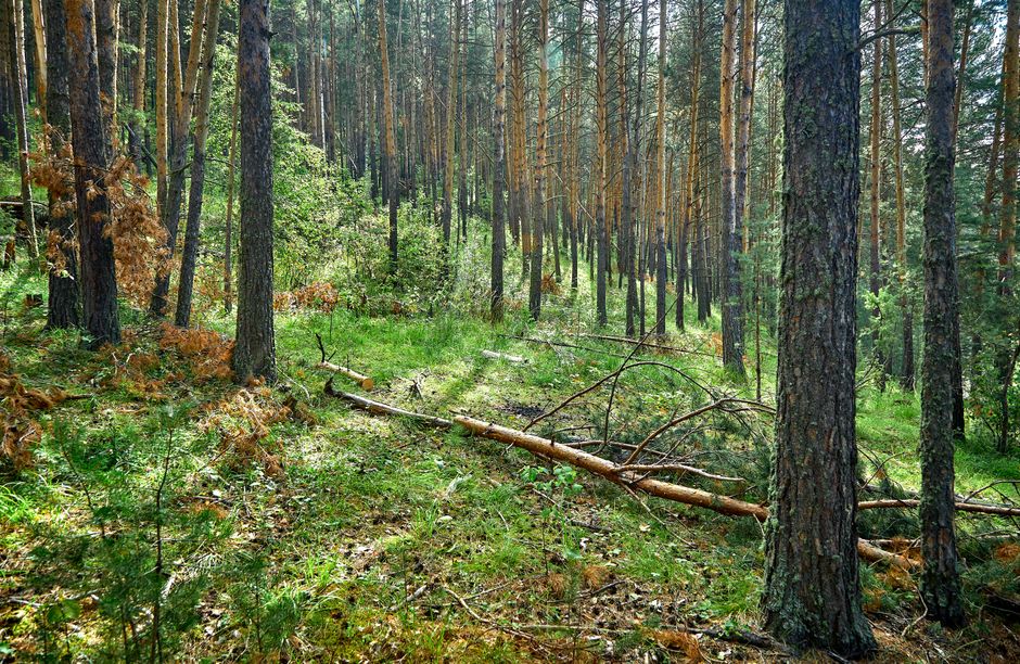 Vzdrževanje gozdnega posestva preko celega leta